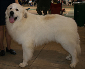 The Great Pyrenees dog conveys the distinct impression of elegance and unsurpassed beauty